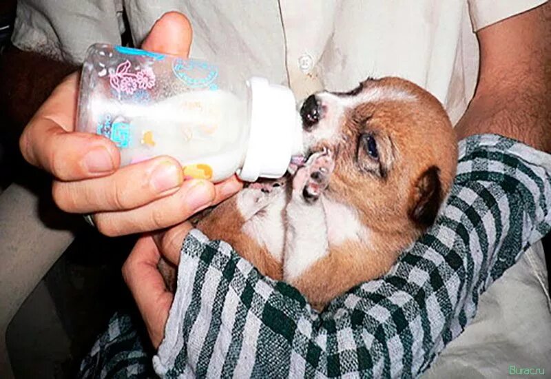 Щенок пьет молоко из бутылочки. Искусственное вскармливание новорожденного щенка. Собачка пьет молочко. Маленькие собачки бухают.