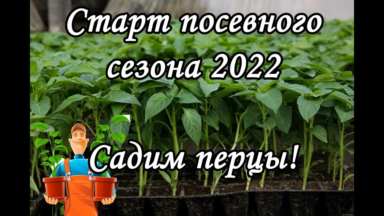 Сроки посадки перца в 2022. Посев перца с Татьяной. Посадка перца на рассаду в 2022 в феврале. Сажаем помидоры на рассаду в марте 2022г. Когда можно садить перцы 2024