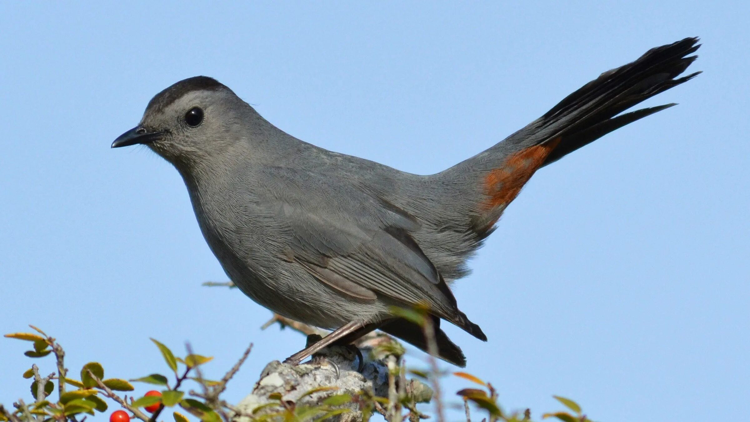 Catbird птица. Серая птица. Полевые серые птички. Птица серый пыжик.