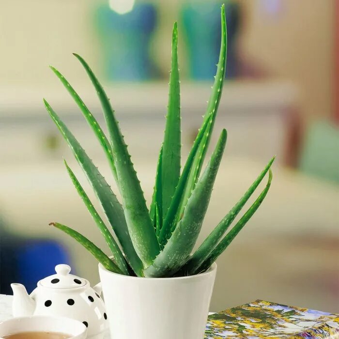 8 aloes. Алое Бревифолия. Алоэ столетник.