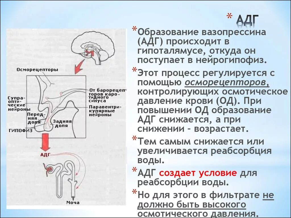 Антидиуретический гормон АДГ синтезируется в. АДГ почки физиология. Механизм секреции АДГ. Антидиуретический гормон в почках.