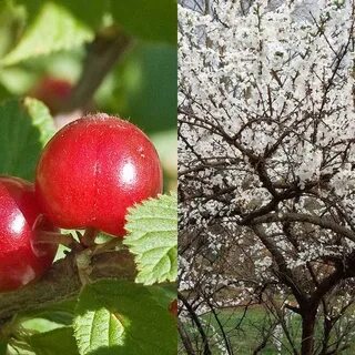 Вишня условия