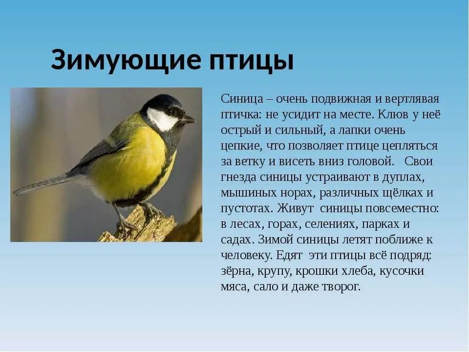 Доклад про синицу. Описание синицы. Синичка описание для детей. Доклад про птицу синицу.