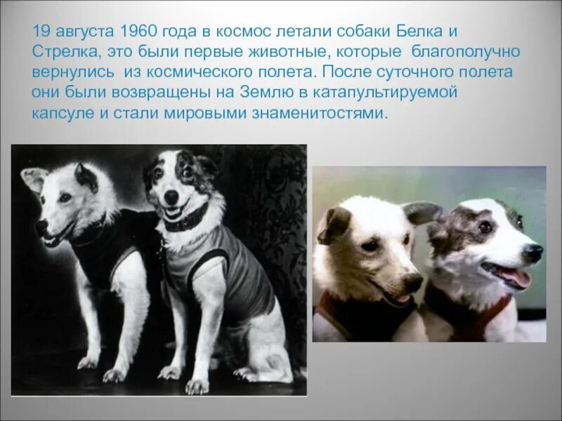 19 Августа 1960 белка и стрелка. Животные которые летали в космос. Собаки которые летали в космос. Первая собака полетевшая в космос. 19 августа 1960
