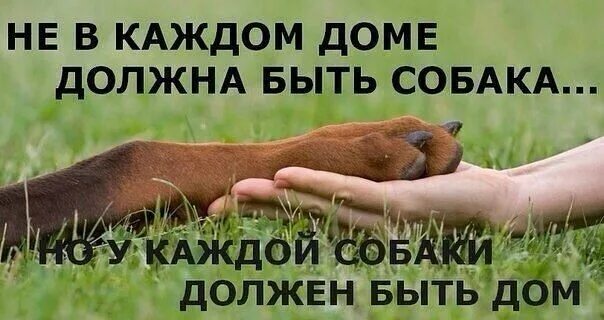 Собака которая любит фотографироваться. Dogs stai. Мужик с батоном и собакой. Собаки которые любят фотографироваться. Собака ждет на берегу.