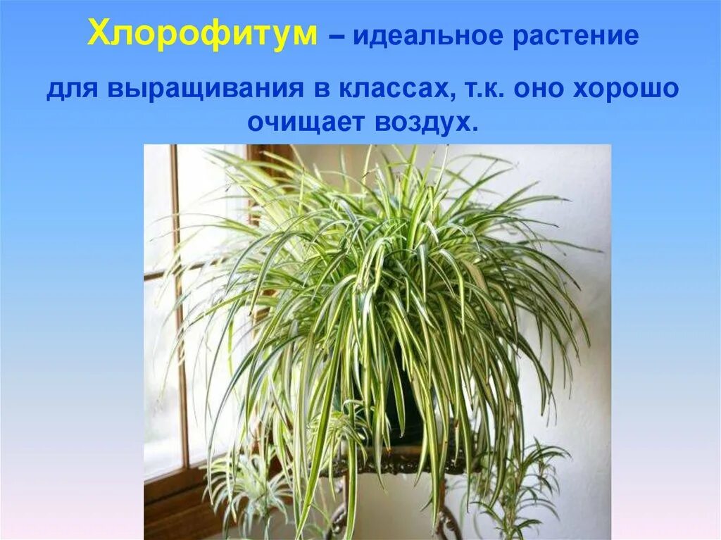 Растение хлорофитум. Хлорофитум цветонос. Цветок очищающий воздух хлорофитум. Хлорофитум цветок комнатный Родина. Хлорофитум вред