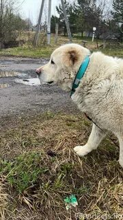Подобранный алабай
