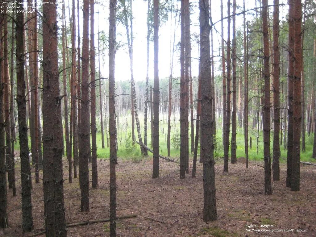 Лесная зона с преобладанием хвойных. Таежная зона Нижегородской области. Природный парк Заволжье Чувашии. Еловые леса Чувашии. Подзона Южной тайги.