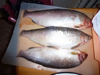 Рыба пелядь в духовке