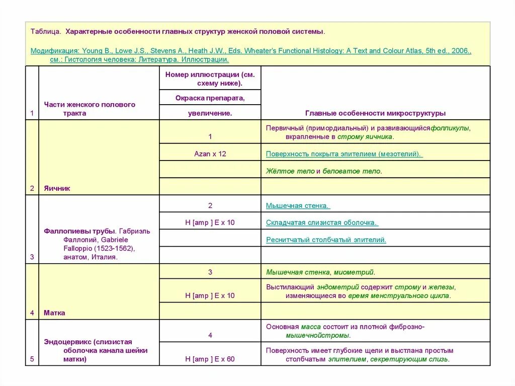 Женская половая/система анатомия таблица. Строение и функции женской половой системы таблица. Таблица функции органов половой системы. Строение и функции половой системы таблица. Женские половые органы таблица