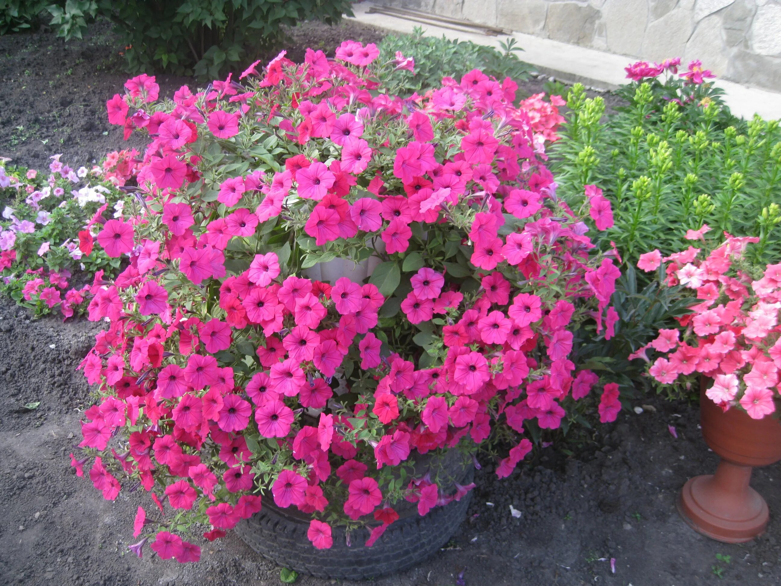 Петуния тайдал вейв хот пинк. Петуния рамблин неон роз. Петуния тайфун хот пинк. Петуния тайфун f1 хот пинк каскадная 5 шт (биотехника). Петуния f1 тайдал вейв черри.