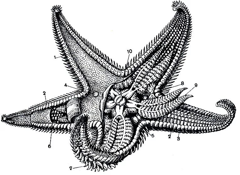 Asterias Rubens строение. Мадрепоровая пластинка у иглокожих это. Asterias Rubens личинка. Скелет иглокожих. Морские звезды системы