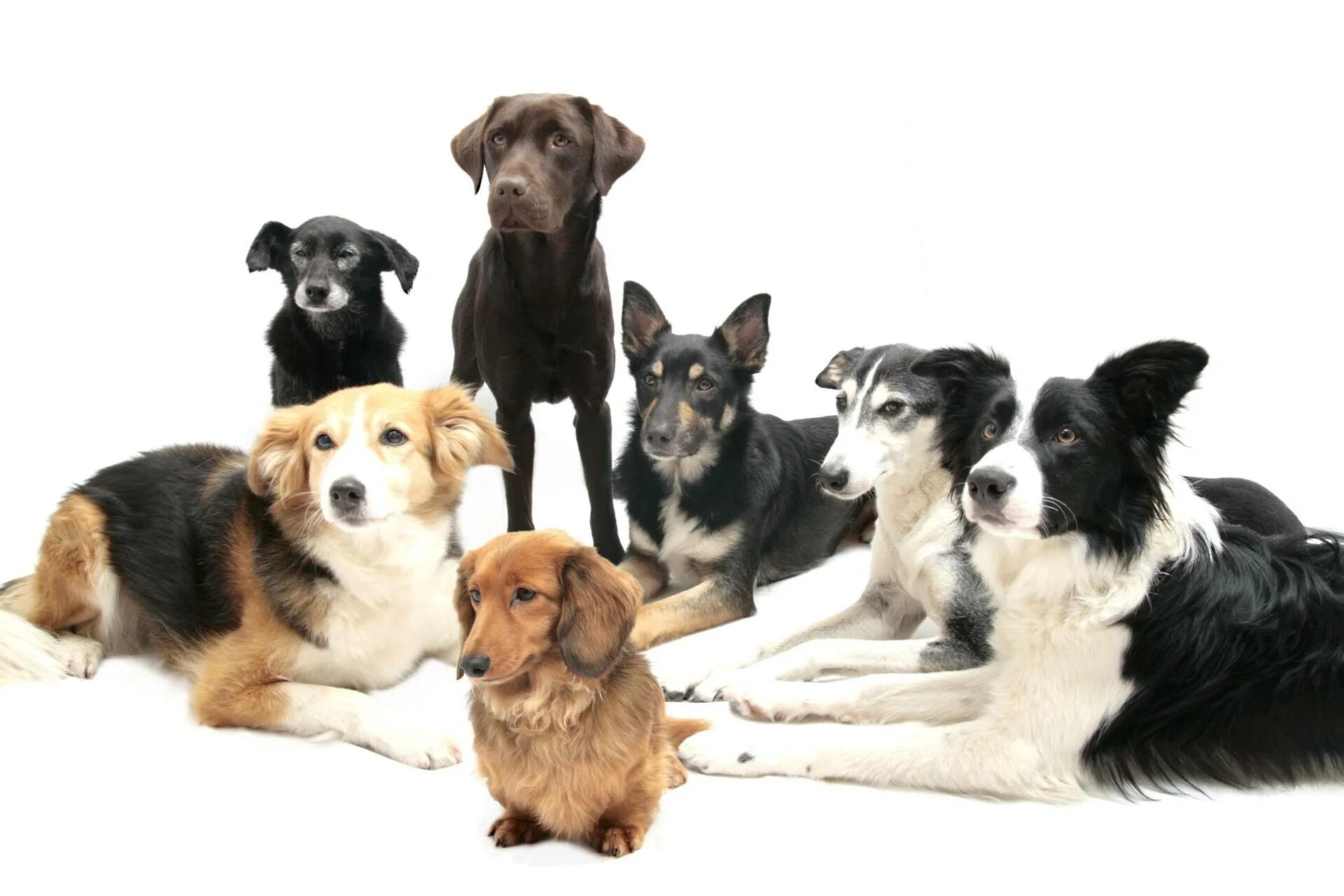 Распечатать фото щенка. Шесть собак. 7 щенят. Семь собак. Семь собак.