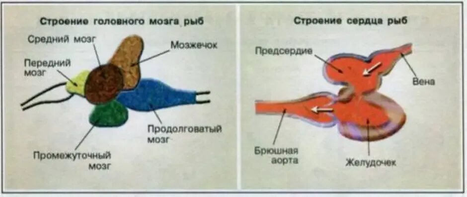 Появление головного мозга у рыб. Строение сердца костных рыб. Строение сердца рыбы 7 класс. Строение сердца и головного мозга рыбы. Строение сердца рыбы рисунок с подписями.