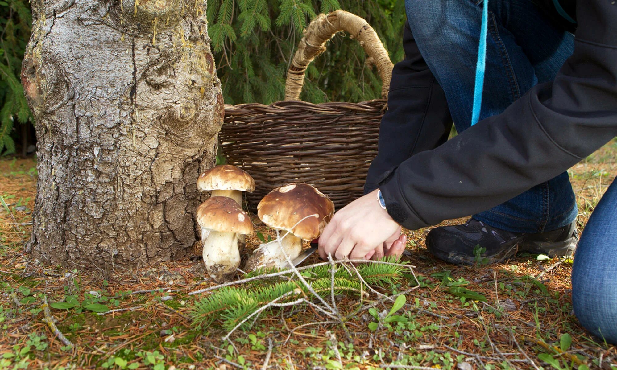 Какие грибы в начале. Сбор грибов. Грибы в лесу. Собирание грибов. Сбор грибов в лесу.