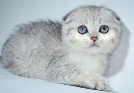 Вислоухая шиншилла кошка