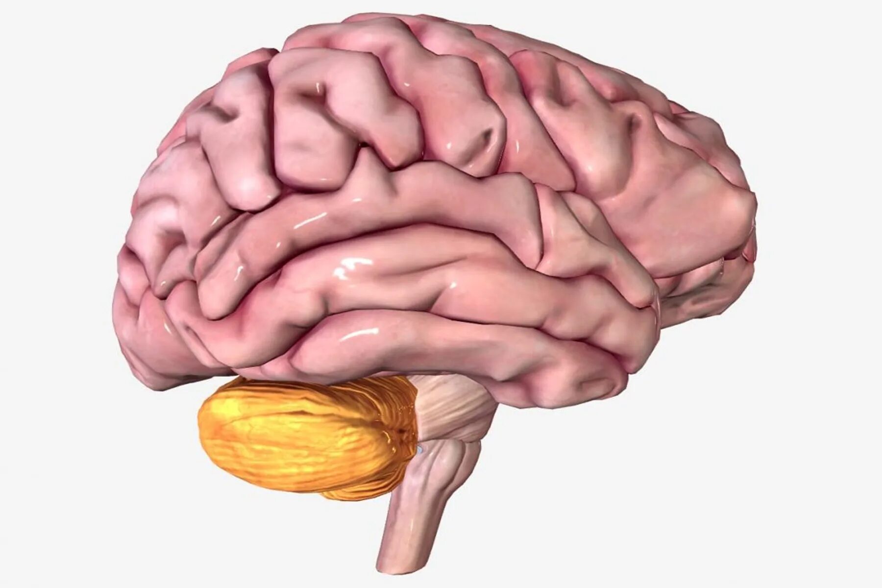 Мозжечок головного мозга. Мозжечок анатомия. Мозжечок 3d анатомия. Cerebellum анатомия.