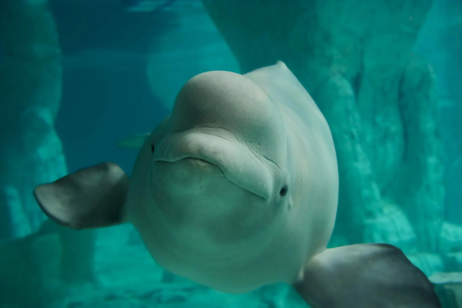 К какой группе океана относится белуха. Дельфин Белуха. Северный Дельфин Белуха. Кит Белуха. Белый Дельфин Белуха.