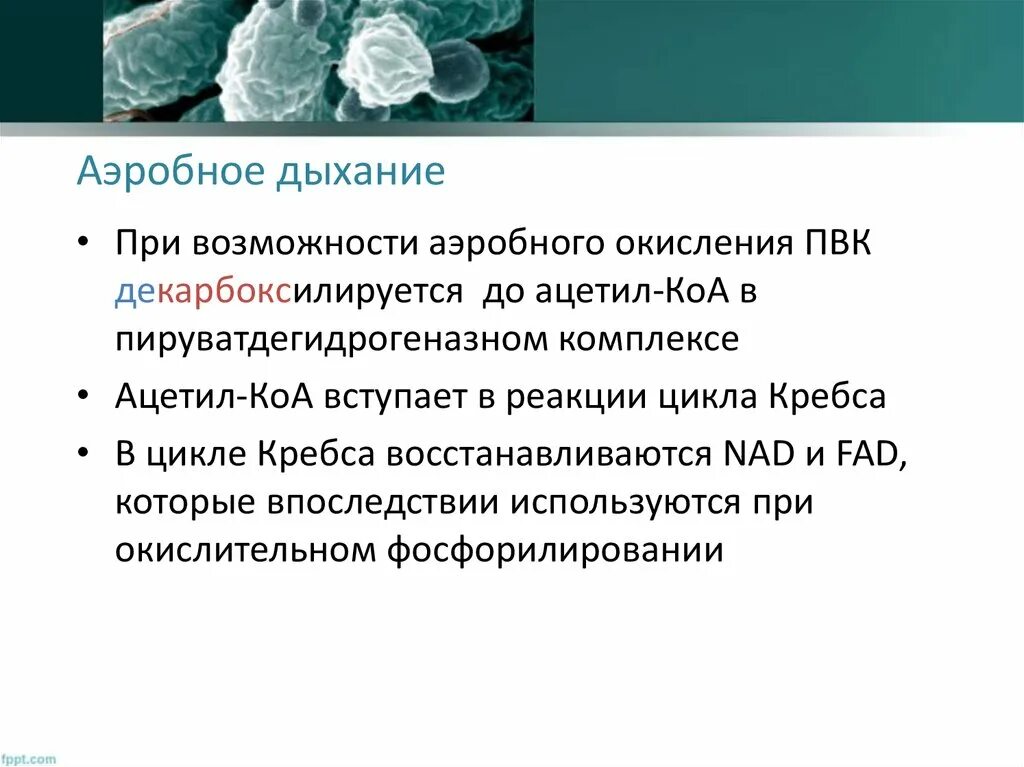 Аэробное дыхание микроорганизмов. Аэробное и анаэробное дыхание. Аэробное дыхание примеры. Аэробное дыхание бактерий. Аэробного типа