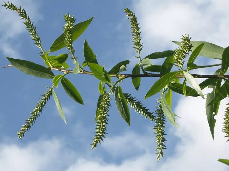 Какие листья у ивы. Ива salix euxina. ива ломкая соцветие. ива ломкая листья.