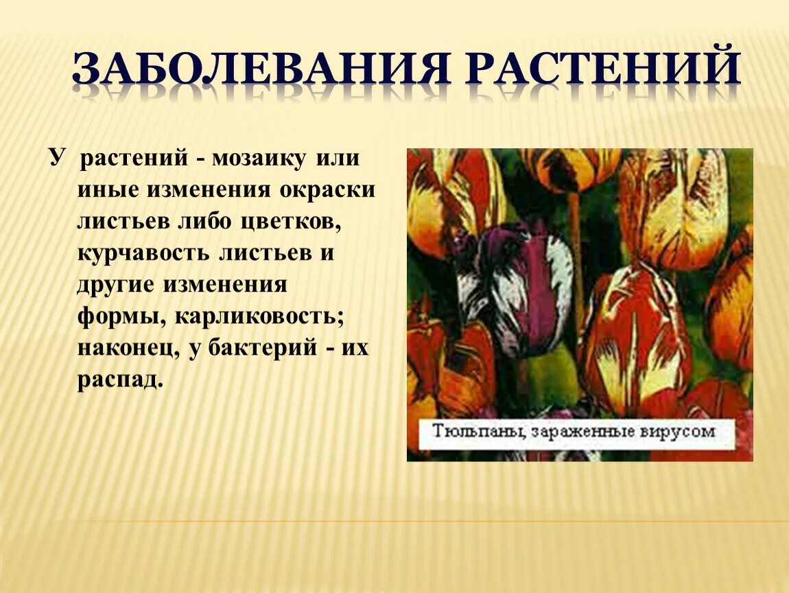 Изменение формы и окраски. Заболевания растений. Вирусные заболевания растений. Изменение окраски растений. Сообщение о вирусных заболеваниях растений.