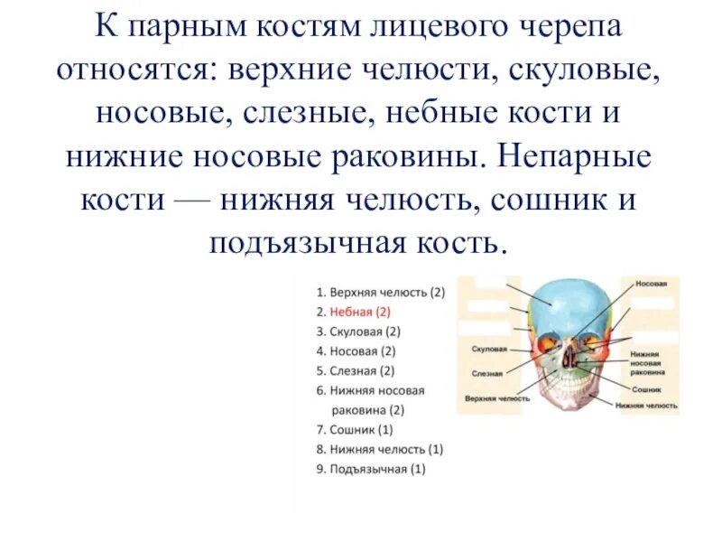 К парным костям лицевого черепа относятся. Парные кости лицевого черепа. Кости лицевого черепа парные и непарные. К костям лицевого черепа относятся кости. Парной костью являются