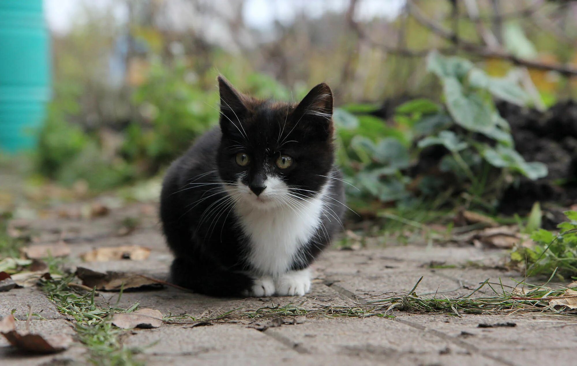 кот просто кот. просто кот. кот просто кот. фото кота. котенок в траве.