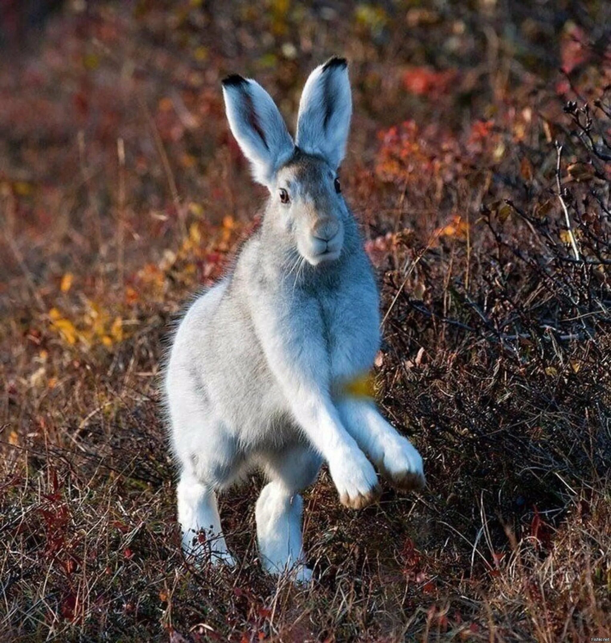заяц русак летом. заяц беляк полярный. верный заяц. заяц беляк сибирский. верный заяц.