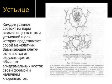 К какой группе тканей относится устьица