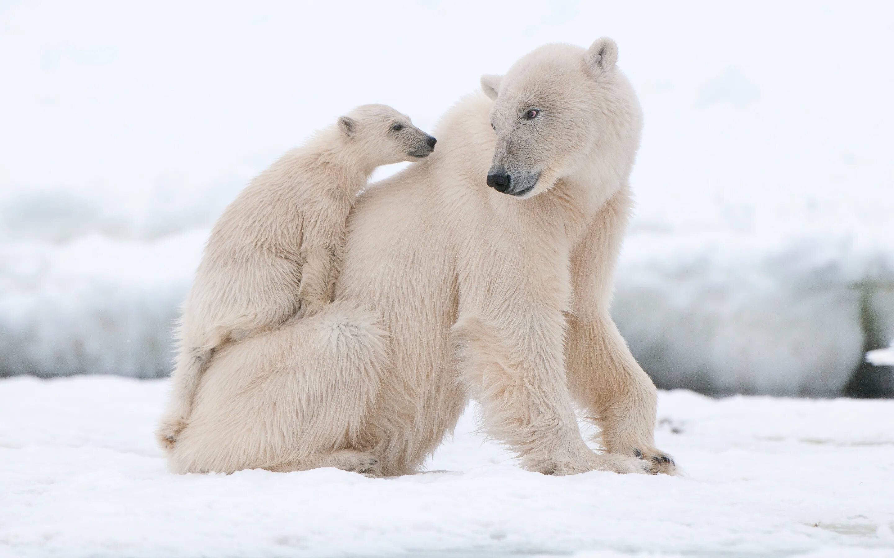 Поздравления с днем белым медведем. Белый медведь. Полярный медведь. Белый медведь с медвежатами. Белый медведь фото.