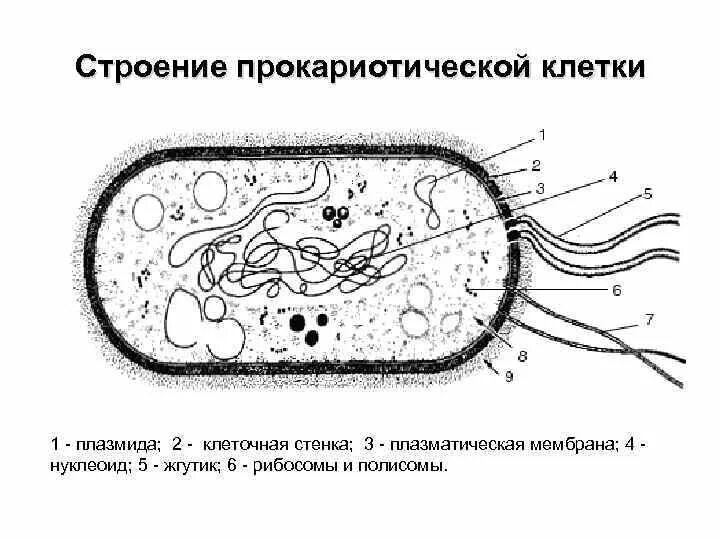 Прокариоты схемы. Строение прокариотической бактериальной клетки. Схема строения прокариотической клетки. Изображением структуры прокариотической клетки. 1. Строение прокариотической клетки.