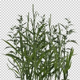 Grass plant