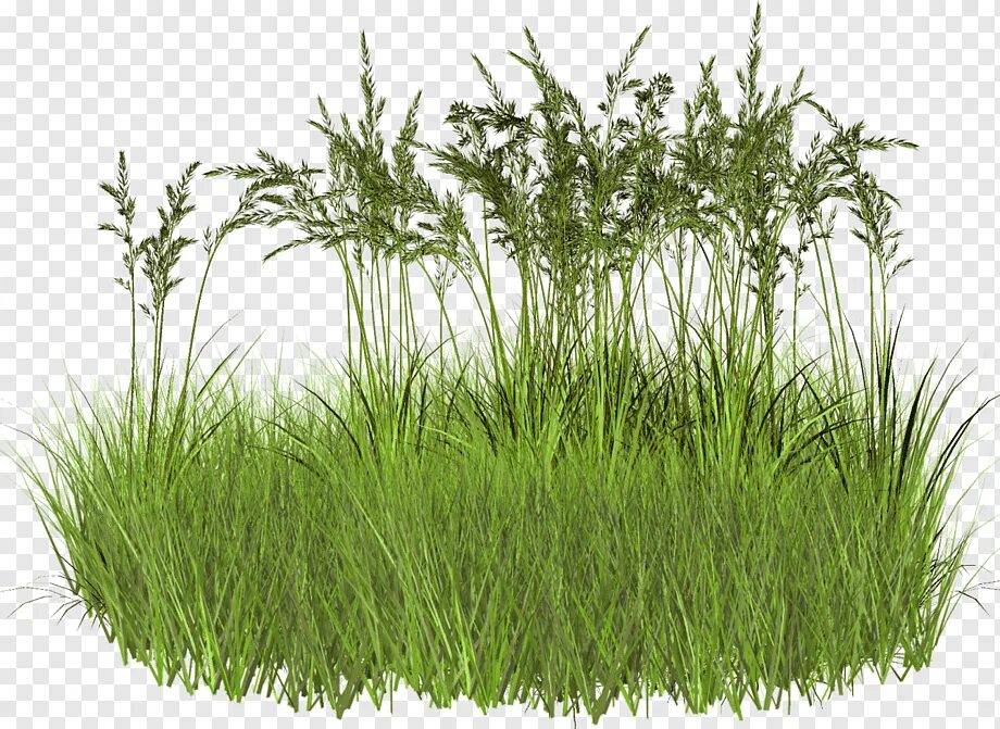 Grass plant. Овсяница Луговая для газона. Трава Грасс Лонг куст. Растения без фона. Трава на прозрачном.