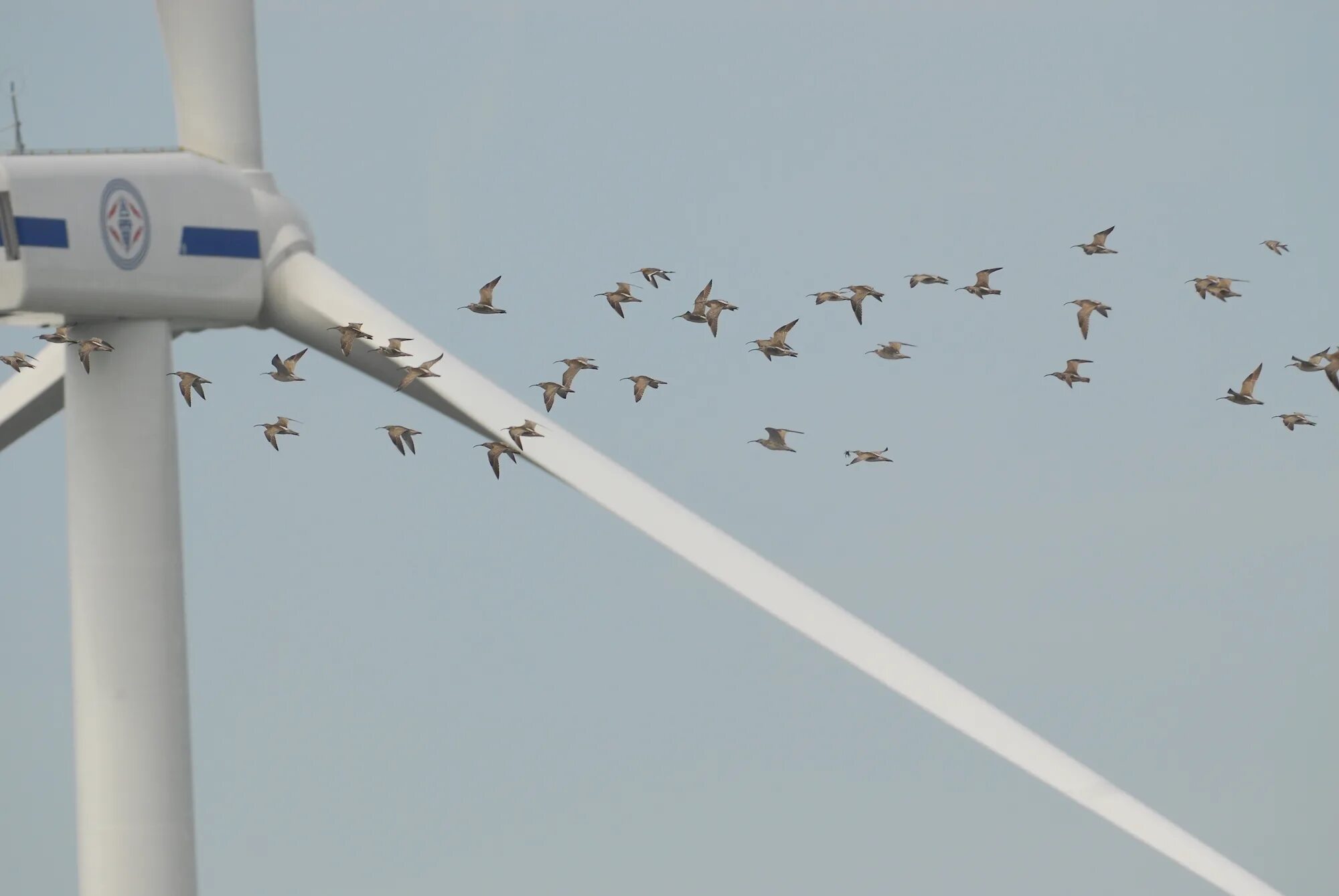 Kill birds. Bird Strike Wind Turbine. Башня ветер птицы. Уносимые порывом ветра птицы. Wind Turbines Killing Birds.