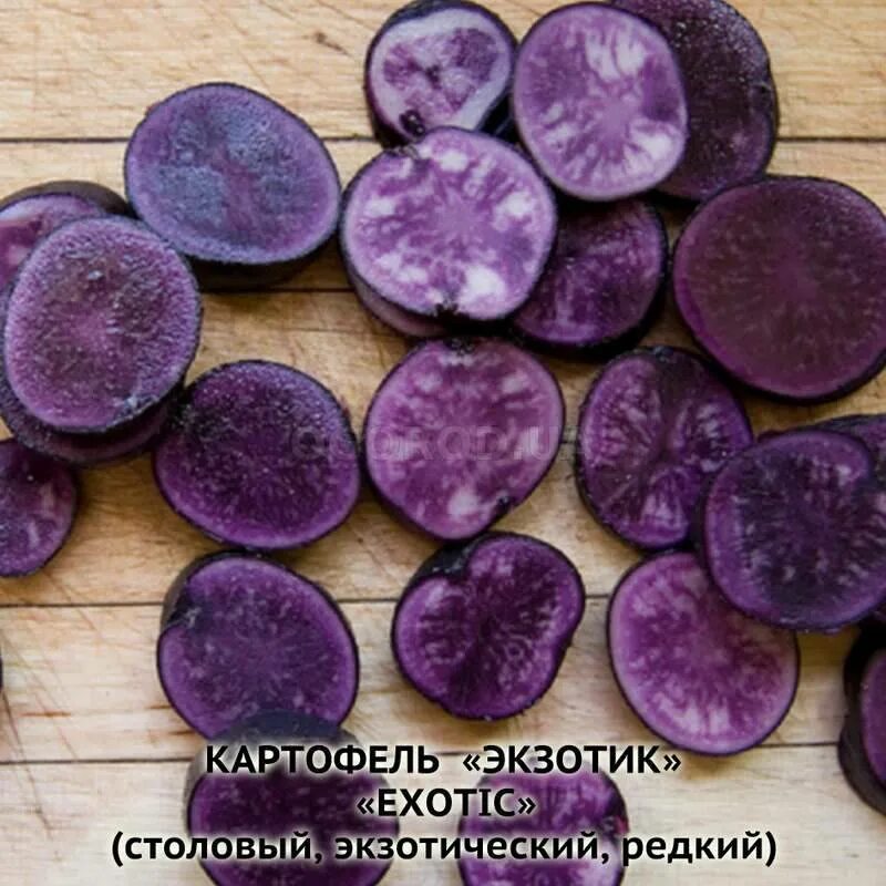 Картофель сорт гурман отзывы. Картофель purple peruvian. фиолетовый картофель цыганка. картофель гурман фиолетовый. картофель сорт гурман.