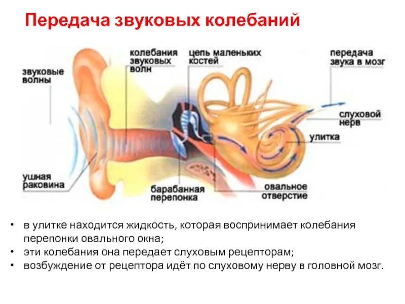 Последовательность звуковых колебаний передаются к рецепторам. Слуховой анализатор передающий звуковые колебания от наружного. Рецепторы слухового анализатора рецепторы слухового анализатора. Передает звуковые колебания на слуховые косточки. Слуховой анализатор Рецептор Нера.