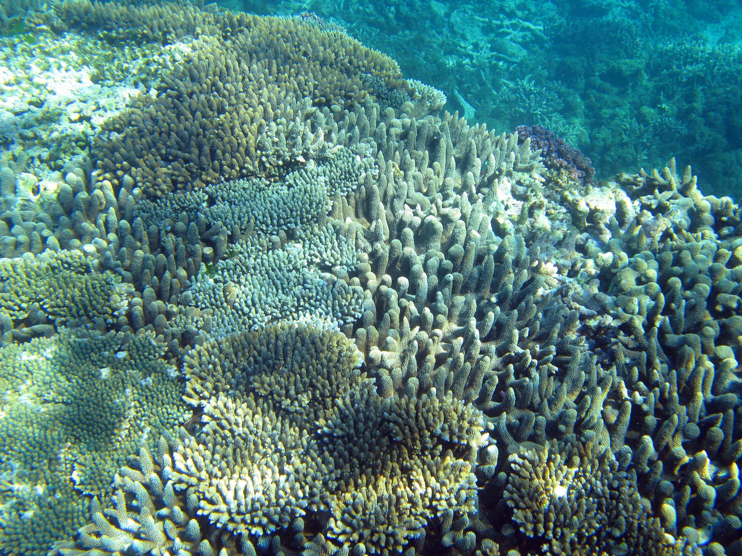 Ostreopsis ovata. Кораллы Средиземного моря. Морские водоросли. Водоросли в море.