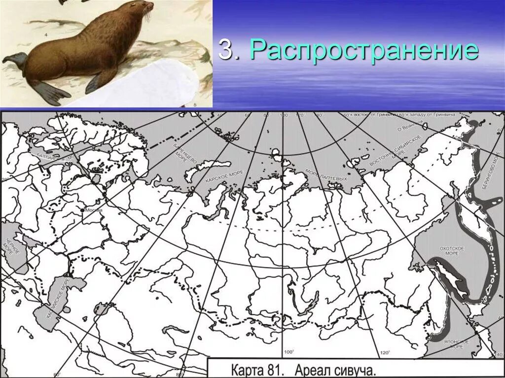 Сивуч ареал обитания. Сивуч ареал обитания в России. Амурский лемминг ареал. Северный морской котик ареал обитания.