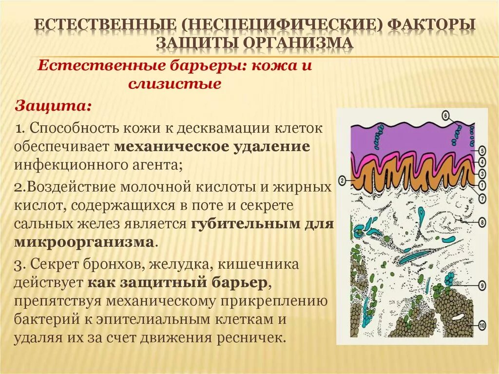 Слой 1) эпидермис 2) дерма 3) гиподерма. Строение системы покровных органов. Рецепторная функция кожи. Кожные покровы и слизистые оболочки человека. Неспецифические факторы защиты организма кожа.