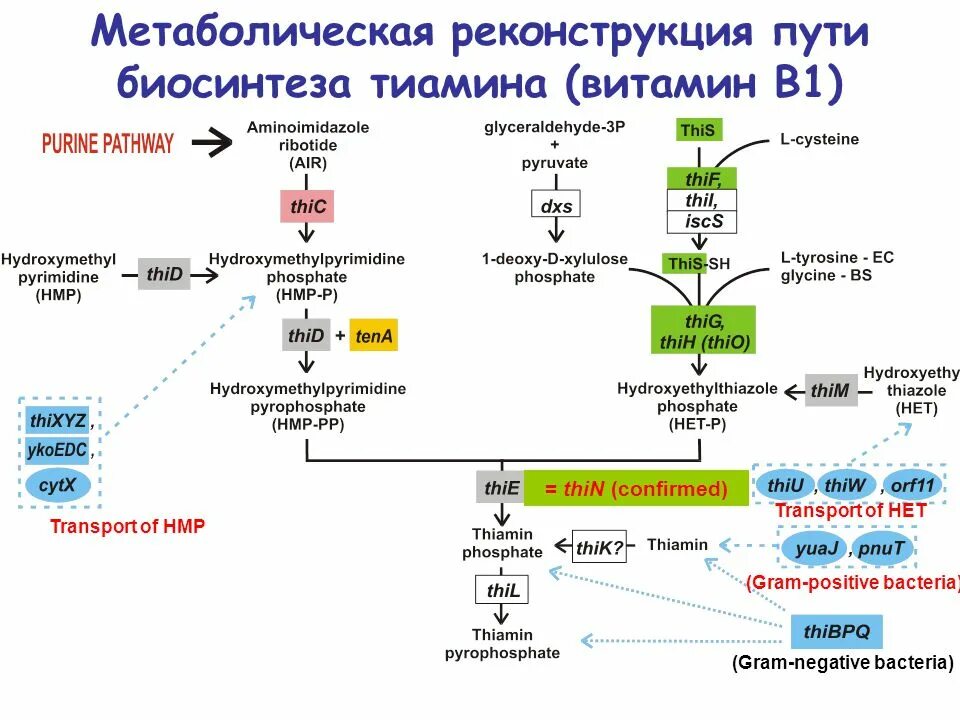 Егэ биология задачи на биосинтез. Биосинтез витамина в12 схема. Сравнительная геномика биология. Геномика презентация. Геномика и генетика различия.