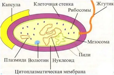 Классификация микроорганизмов по степени опасности заражения