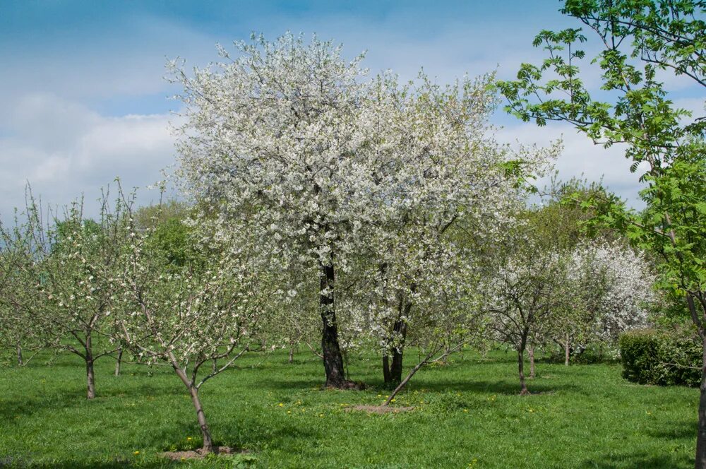 площадка «яблоневый сад» в apple hills в крылатском. яблоневый сад беляево. яблоневый сад москва тимирязевская. коломенское яблоневый сад. свердловская область яблоневый сад.