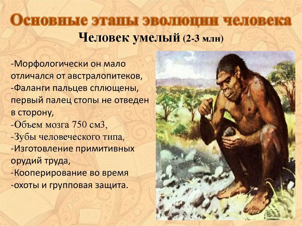 Человек умелый Эволюция. Человек умелый этап эволюции. Человек умелый стадия развития. Основные этапы эволюции человека австралопитек. Этапы эволюции человека австралопитек