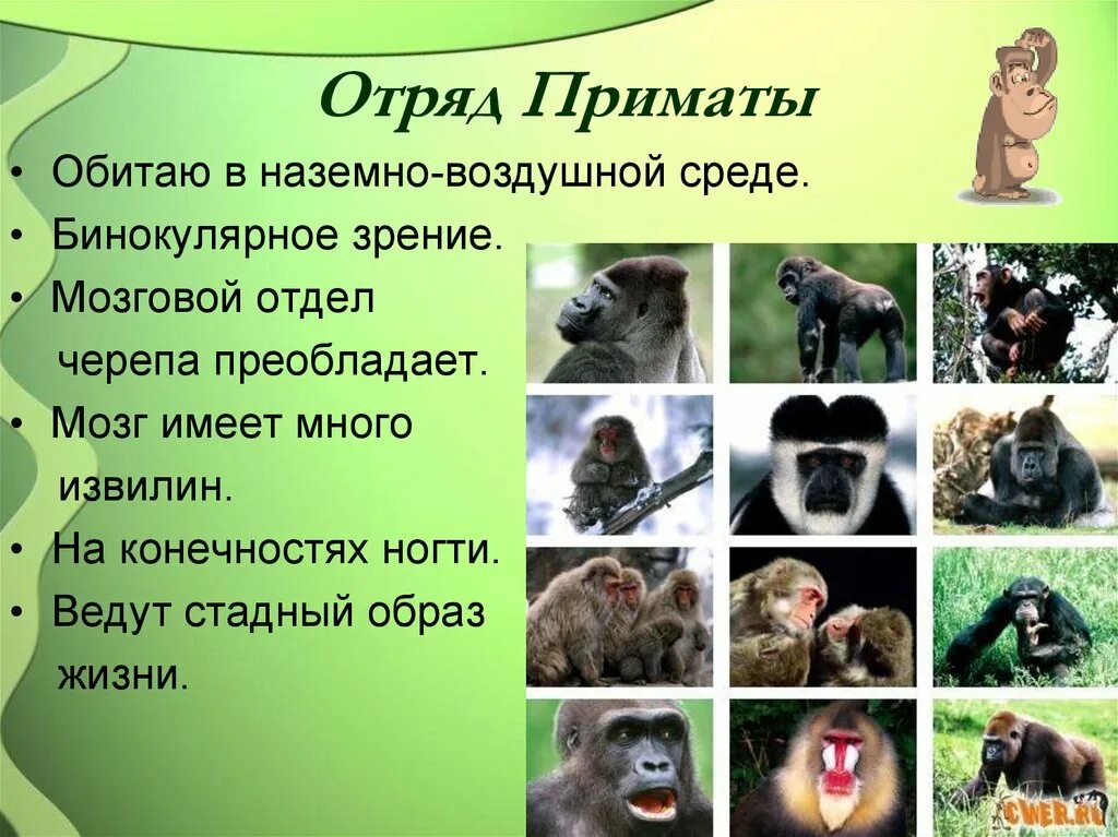 Относится ли человек к отряду приматов. Отряд приматы общая характеристика. Отряд высшие приматы семейства. Характерные признаки отряда приматы. Отряд приматы признаки отряда.