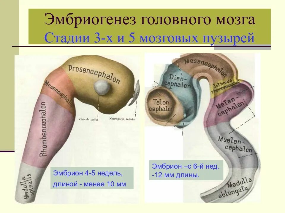 Головной мозг эмбриона на стадии 3 и 5 пузырей. Развитие отделов головного мозга стадия трех пузырей. Стадия 5 мозговых пузырей. Эмбриогенез головного мозга стадия 3 и 5 пузырей.