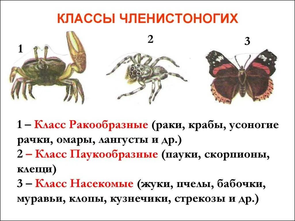 К какому классу относятся членистоногие