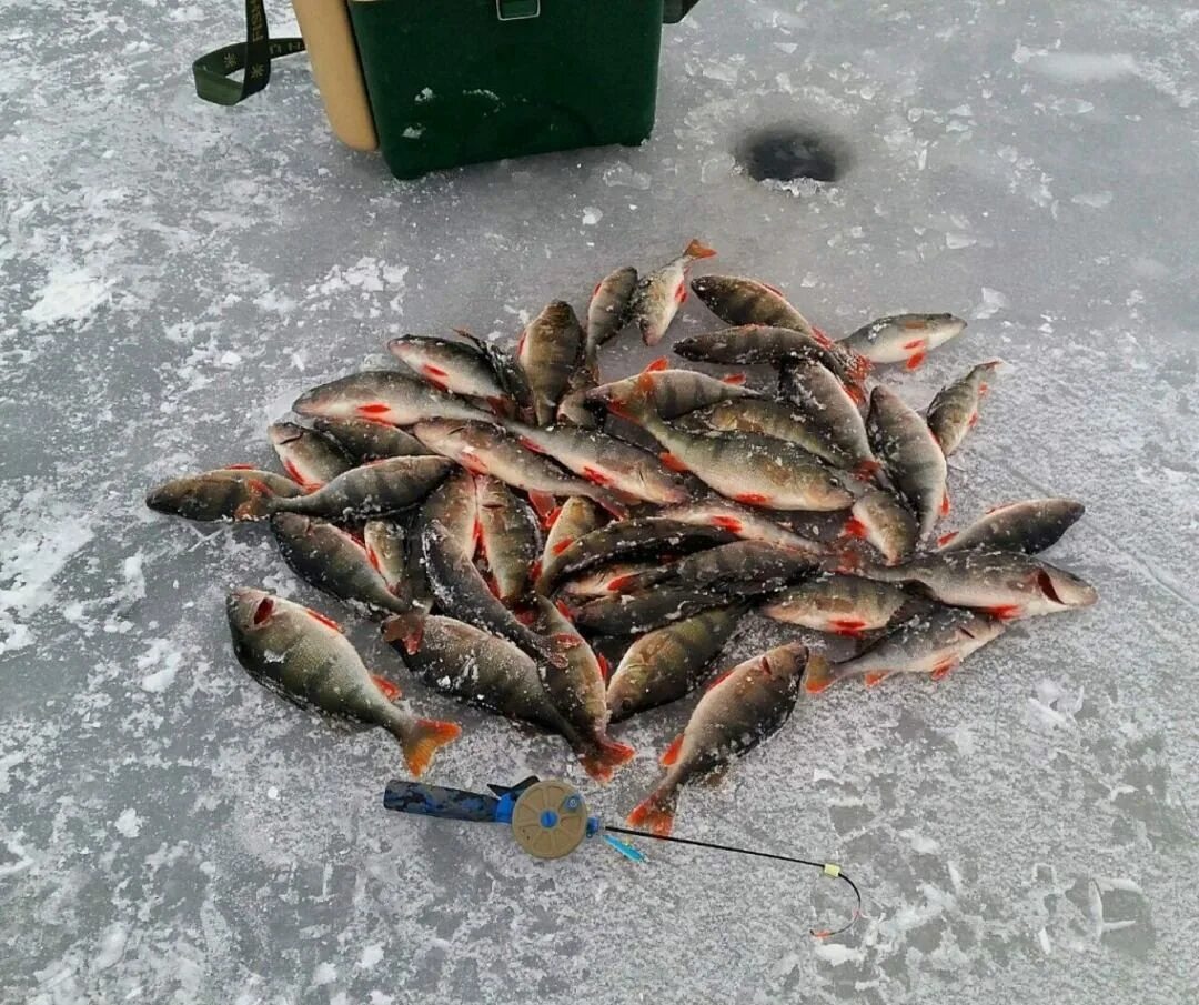 Рыбинское водохранилище зимняя рыбалка. Рыбинское водохранилище база отдыха рыбалка. Зимняя рыбалка на Рыбинке. Зимняя рыбалка на Рыбинском водохранилище. Рыба на рыбинском водохранилище