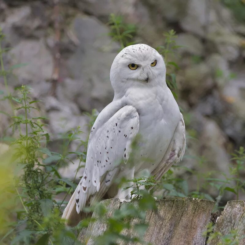 белая сова приметы