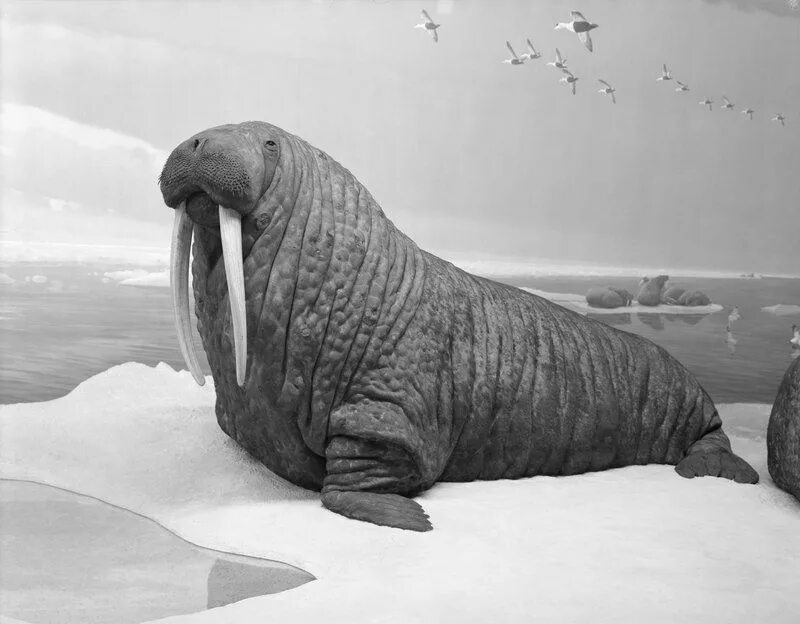 Атлантический морж. Морж фото. Морж в тундре. Канадский морж. Моржи в тундре