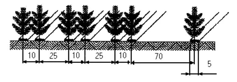 Схема посадки хвойных. Схема посадки лесных культур сосны. Схема размещения сеянцев сосны обыкновенной. Схема посадки сеянцев сосны обыкновенной. Расстояние хвойная